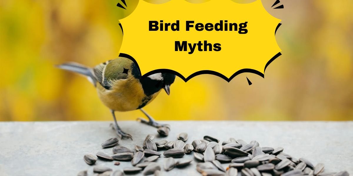 Bird Feeding Myths