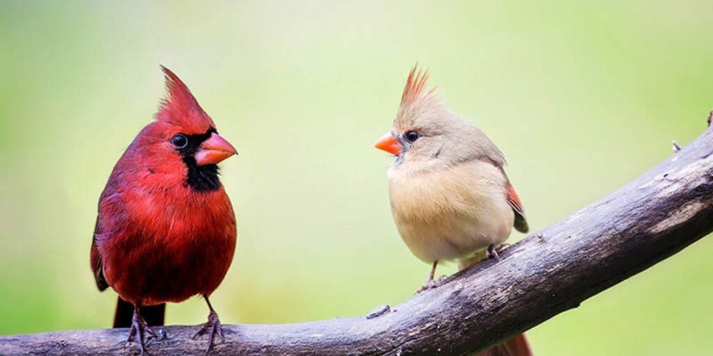 Birds Attracted by Safflower Seeds