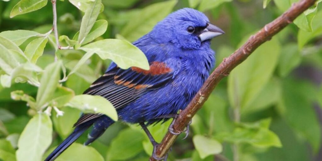 Blue Grosbeak