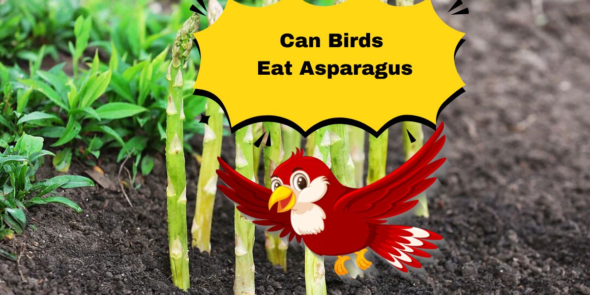 Can Birds Eat Asparagus