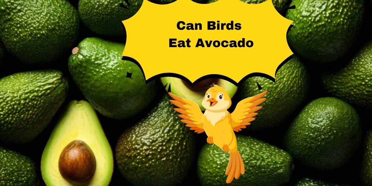 Can Birds Eat Avocado