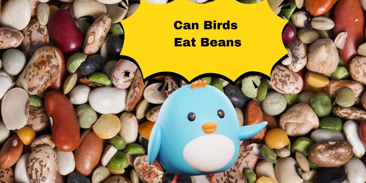 Can Birds Eat Beans