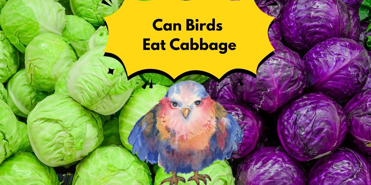 Can Birds Eat Cabbage
