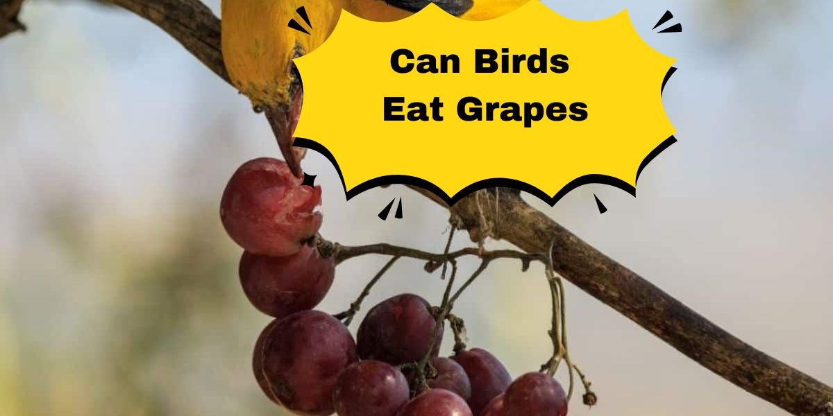 Can Birds Eat Grapes