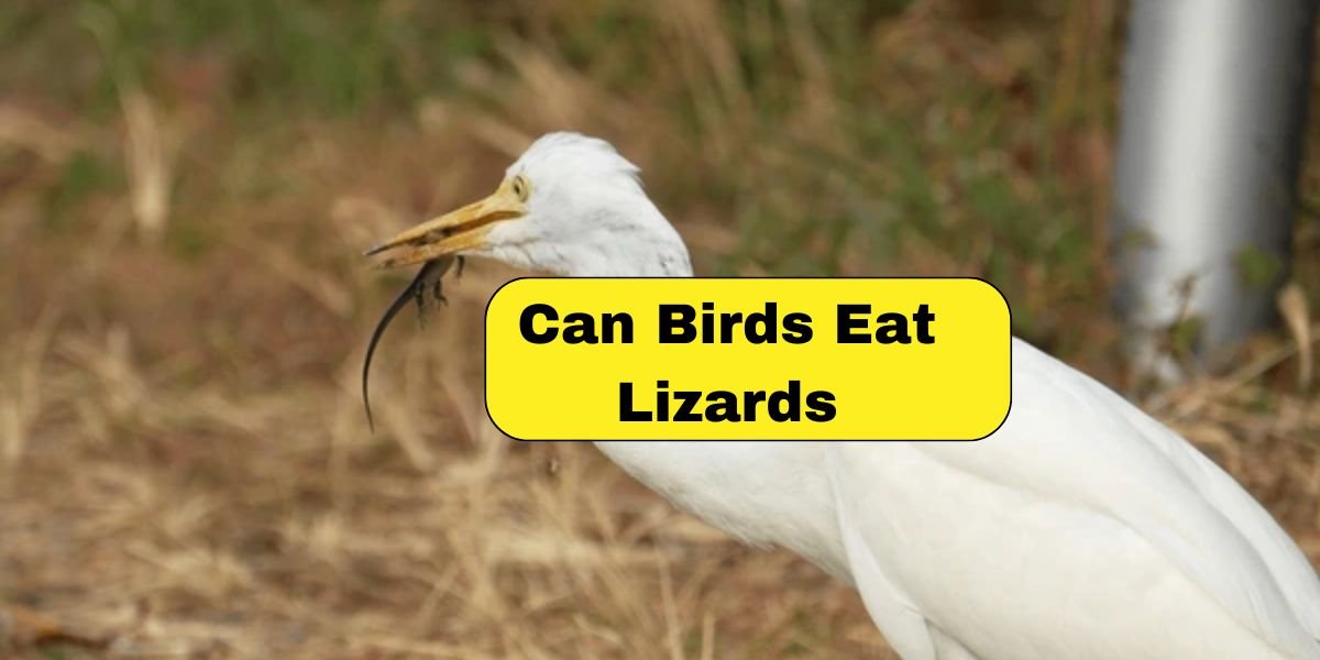 Can Birds Eat Lizards