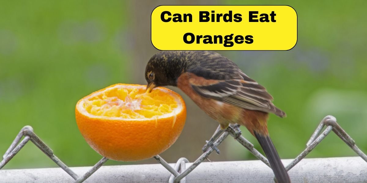 Can Birds Eat Oranges