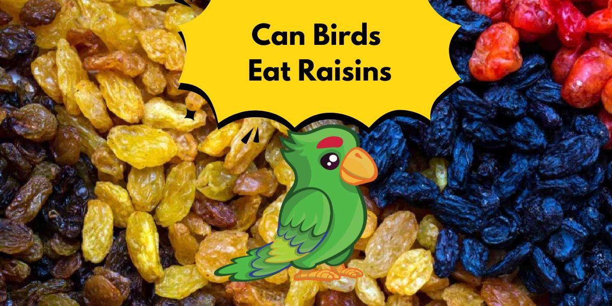Can Birds Eat Raisins