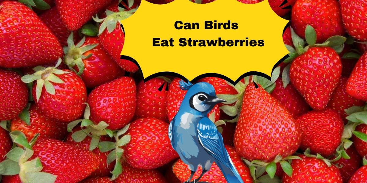 Can Birds Eat Strawberries