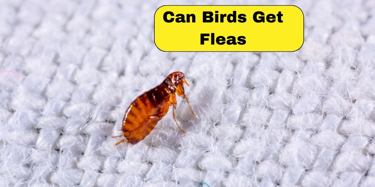 Can Birds Get Fleas
