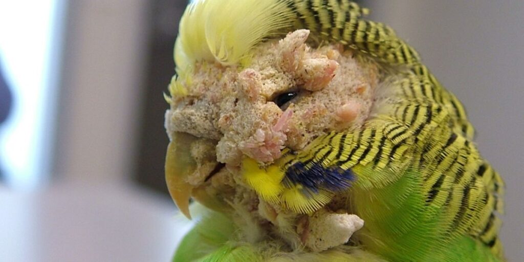 Can Birds Have Fleas