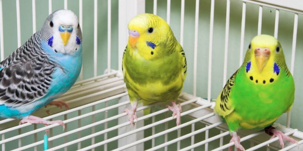 Can Parrots get Fleas from Cats