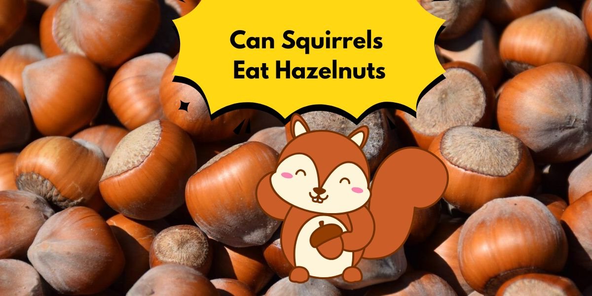 Can Squirrels Eat Hazelnuts