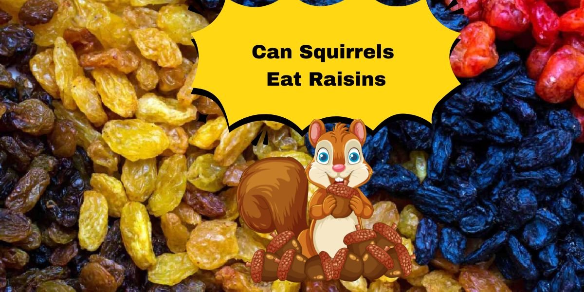 Can Squirrels Eat Raisins