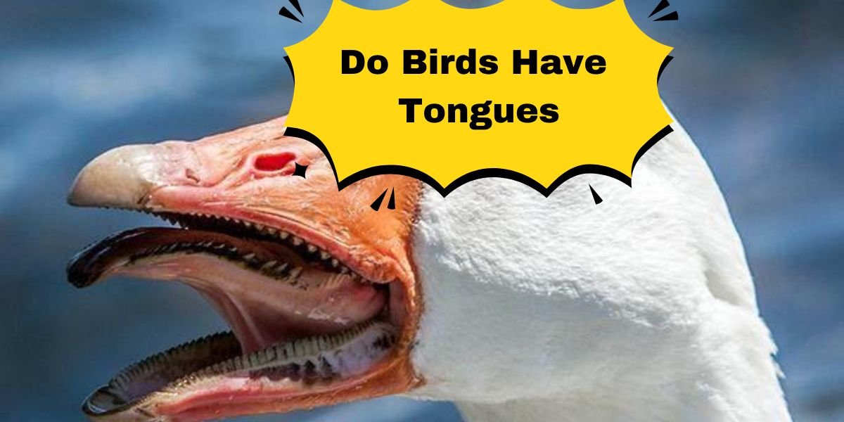 Do Birds Have Tongues