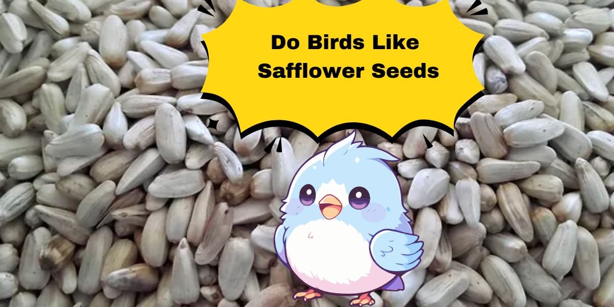 Do Birds Like Safflower Seeds