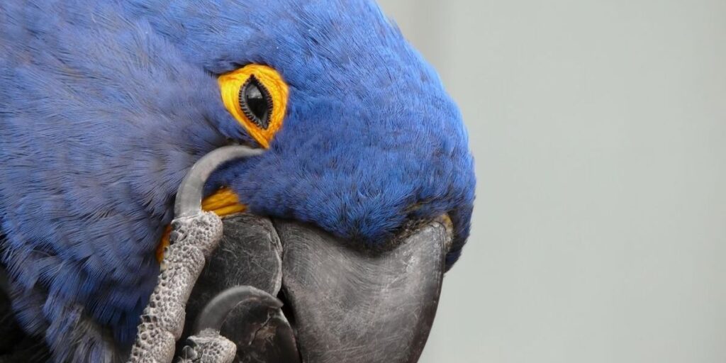 Do Birds eat Fleas