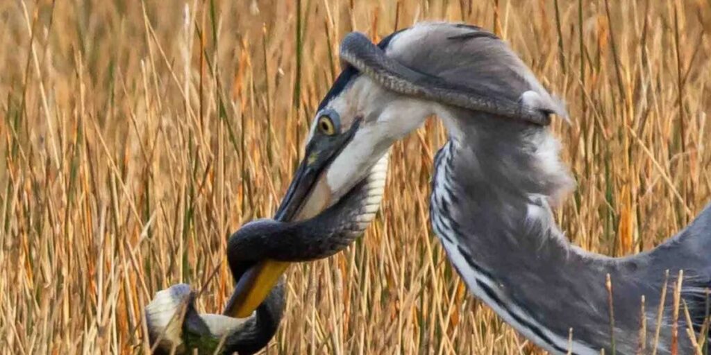 Herons and Egrets eat snakes