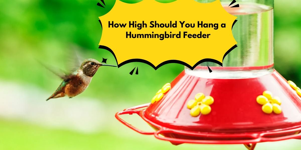 How High Should You Hang a Hummingbird Feeder