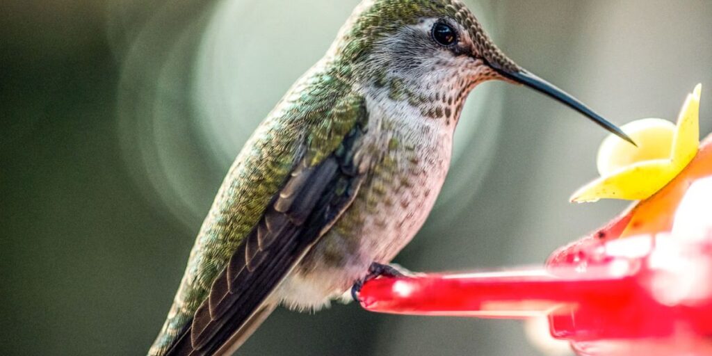 How High Should a Hummingbird Feeder Be