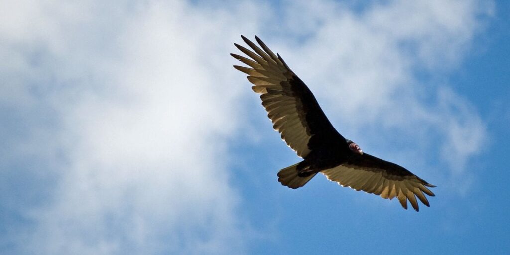 International Hawk Migration Week