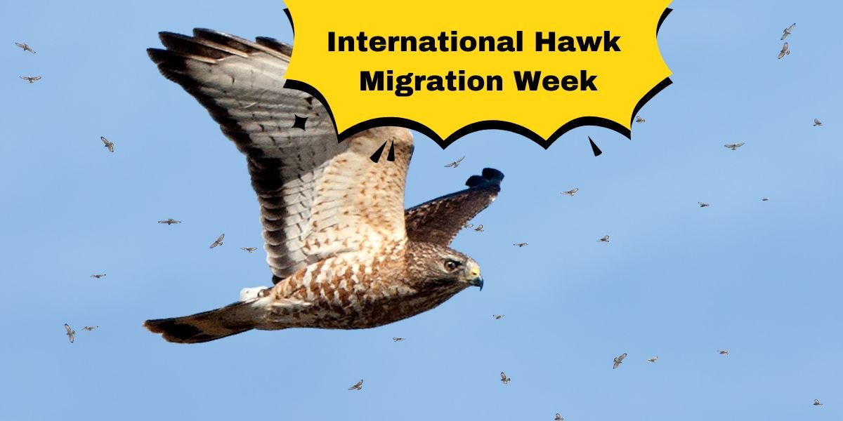 International Hawk Migration Week