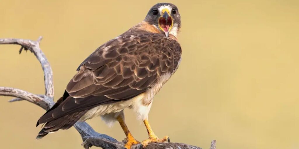 Share Your Hawk Sightings on Social Media