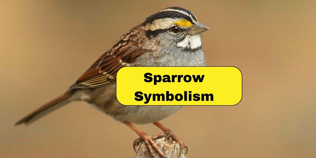 Sparrow Symbolism