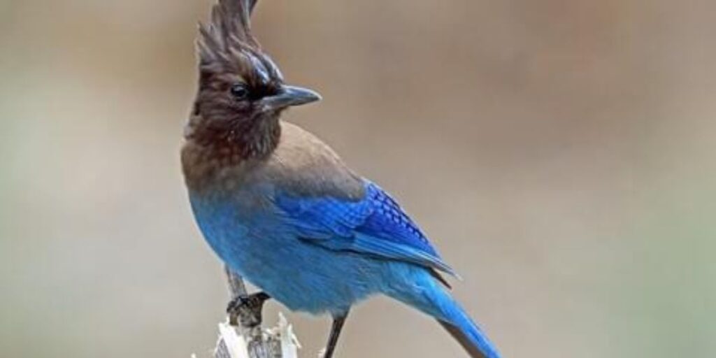 Steller’s Jay