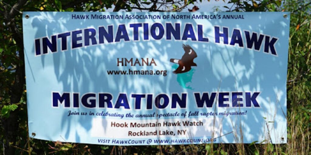 When is International Hawk Migration Week