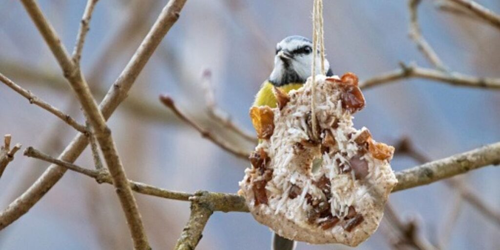 Which Birds Enjoy Raisins