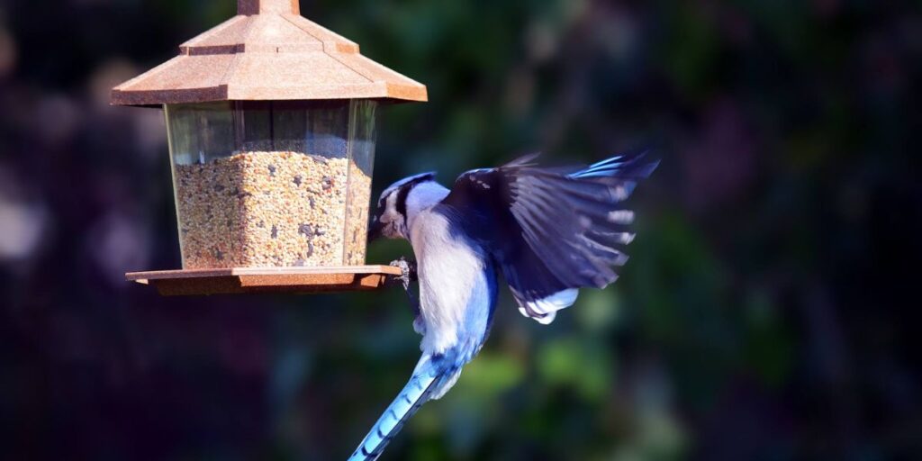 Which Birds not Like Safflower Seeds
