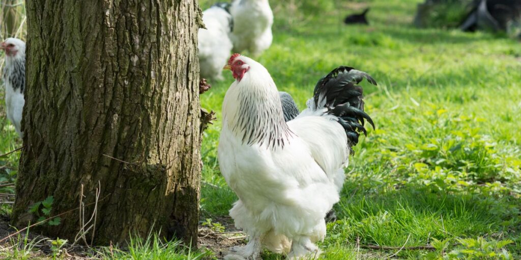 are brahma chickens meat birds
