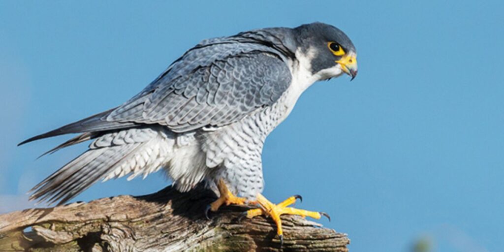 are falcons birds of prey