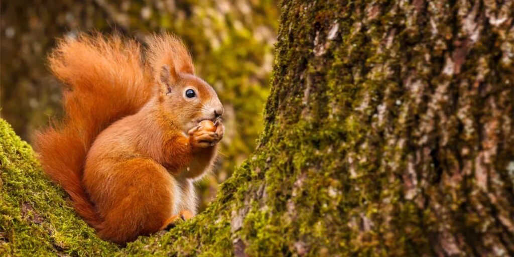 are hazelnuts good for squirrels
