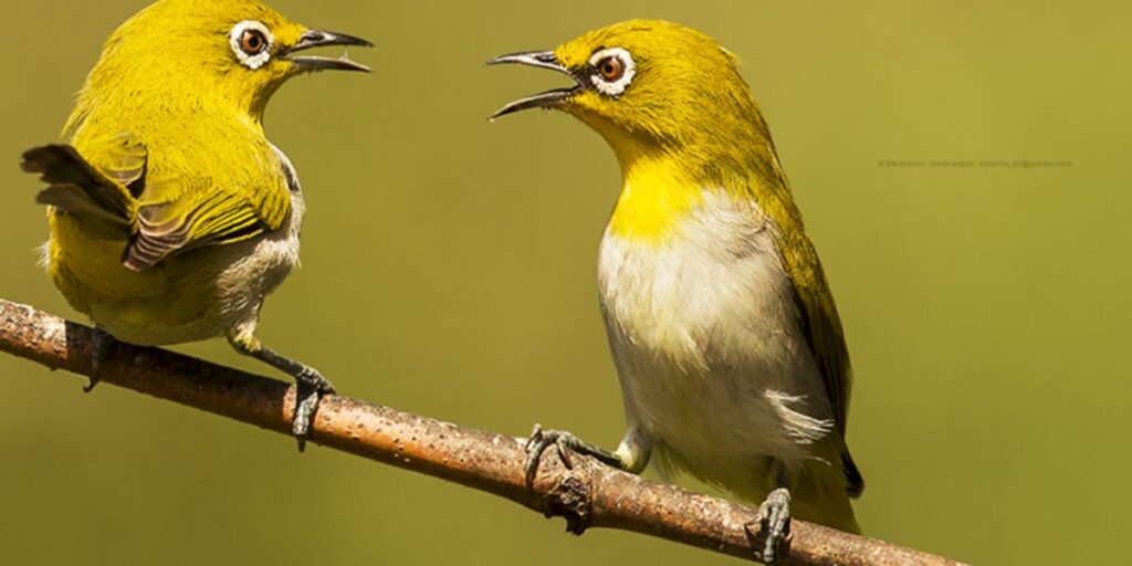 bird tongues