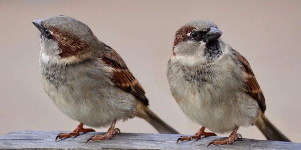birds symbolizing perseverance