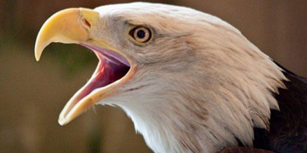 birds tongue