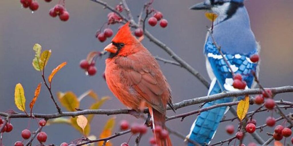 blue cardinals