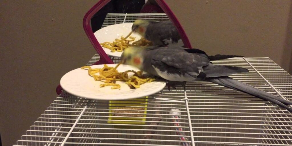 can birds eat cooked beans