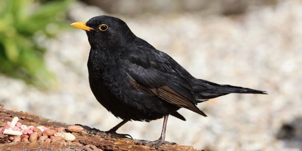 can birds eat sultanas and raisins