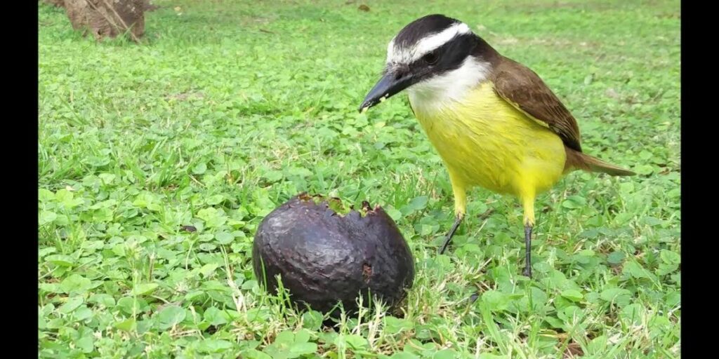 can birds have avocado