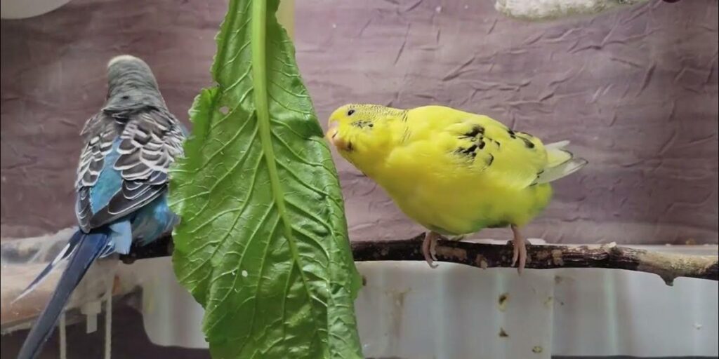can birds have cabbage