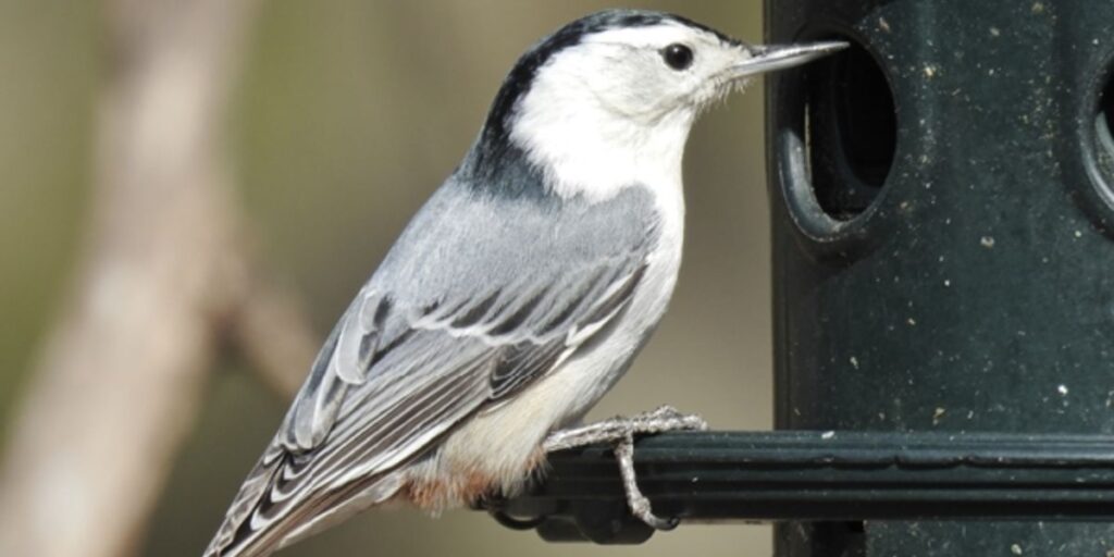 can birds have raisins