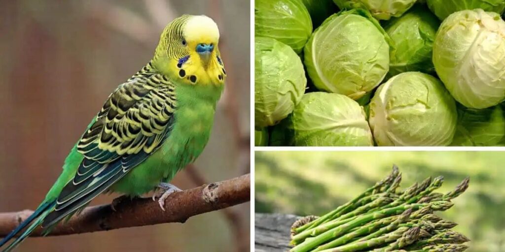 can parakeets eat asparagus