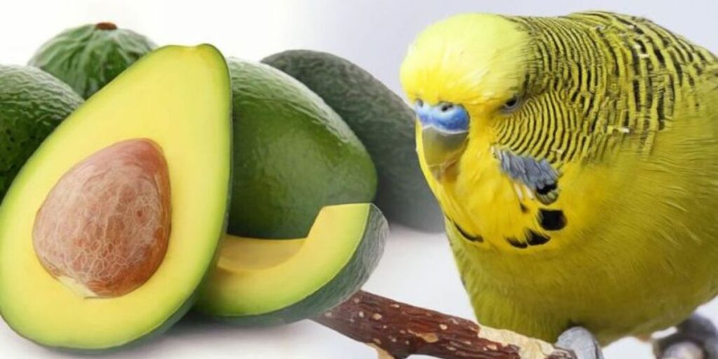 can parakeets have avocado