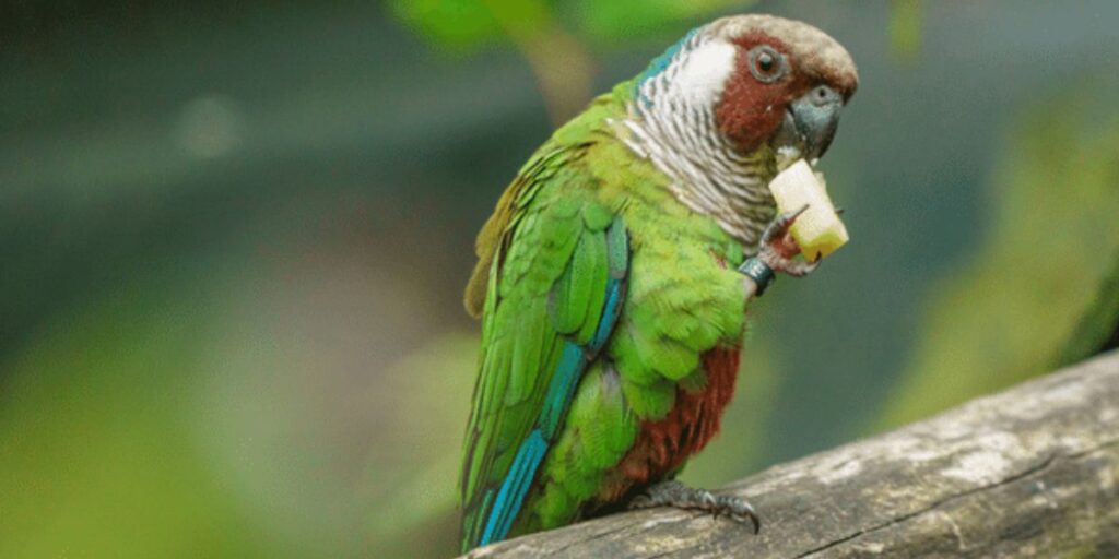 can parrots eat asparagus