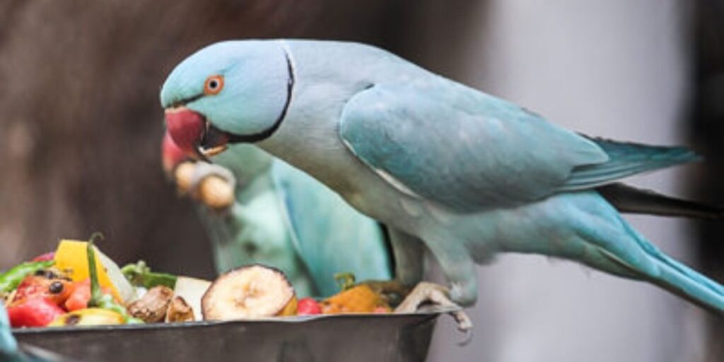 can parakeets have avocado