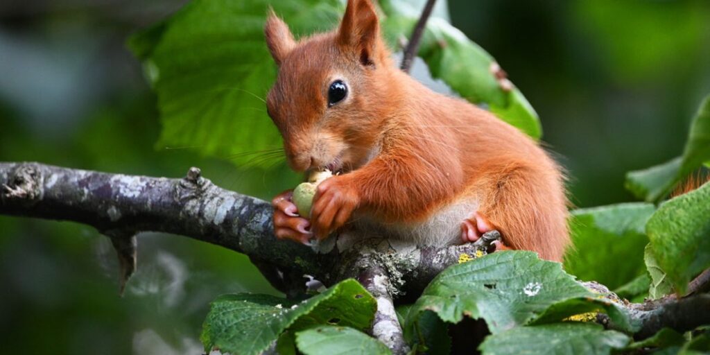 can squirrels have hazelnuts