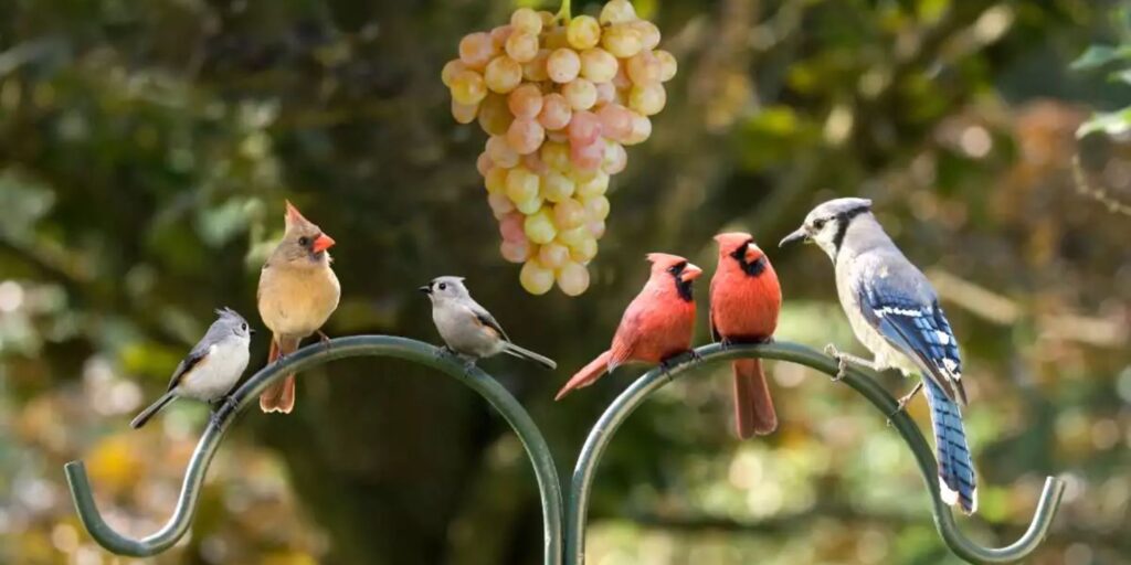 can wildlife eat grapes