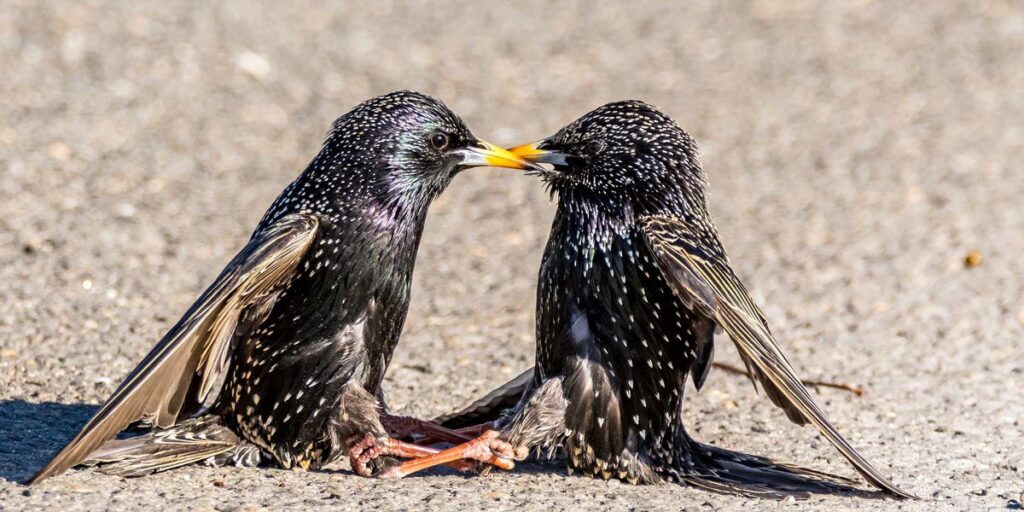 do Starlings eat beans